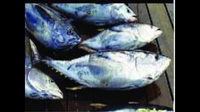 With exports on hold, tuna catch sees a dip