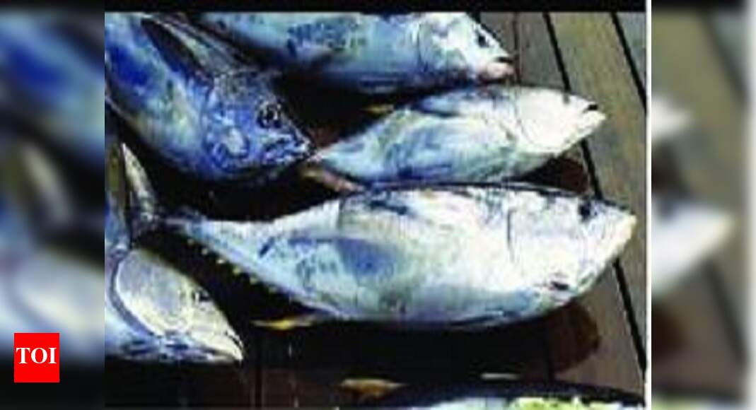 With exports on hold, tuna catch sees a dip Goa News Times of India