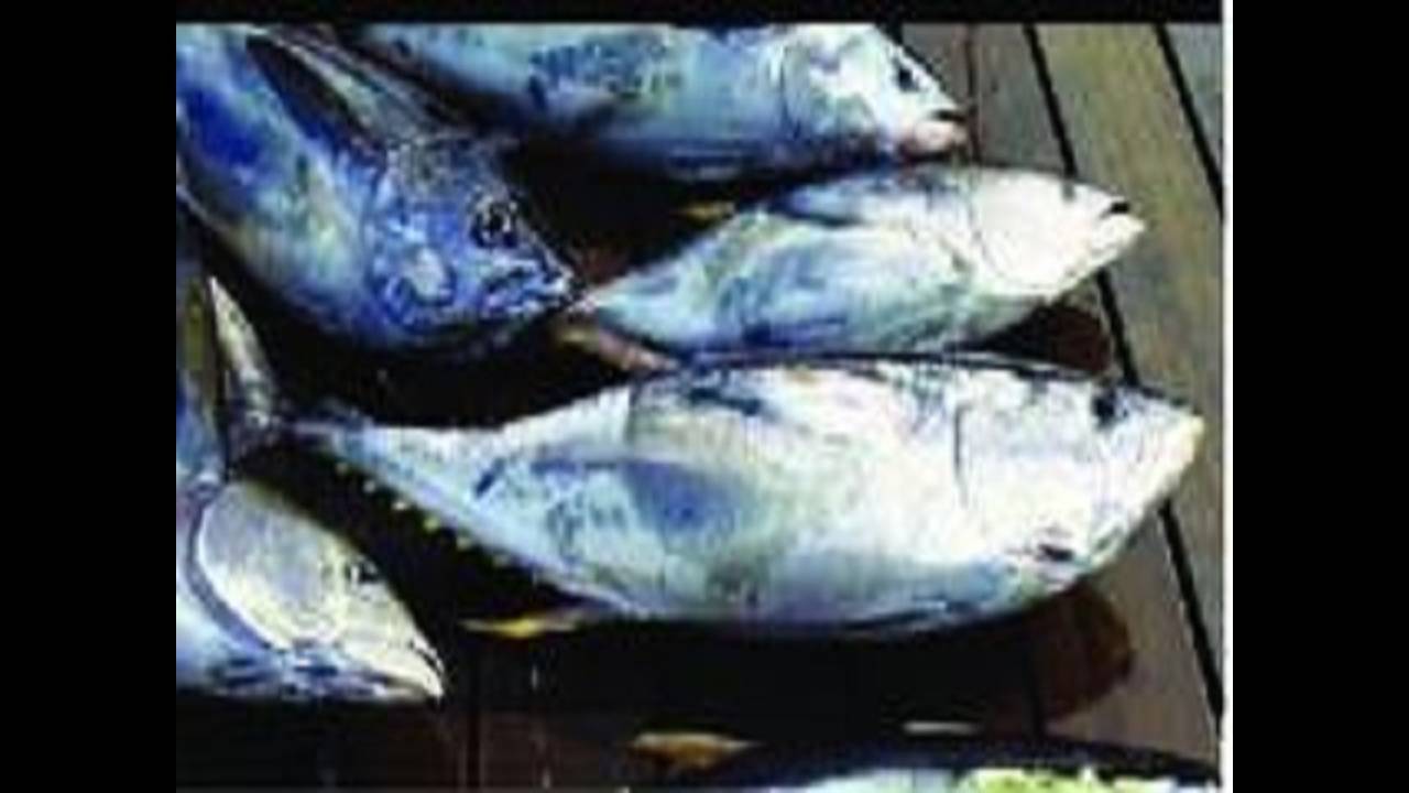 Easier found than caught: local fishermen tested by bluefin tuna - Los  Angeles Times
