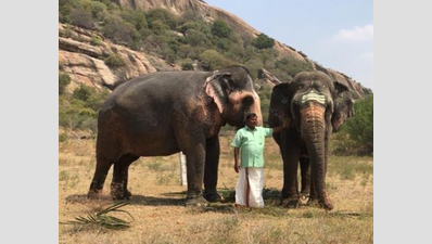 Lockdown in Tamil Nadu: Owners find it difficult to maintain elephants, seek govt’s help