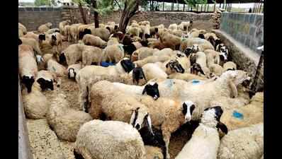 Livestock export from Tuna port gets govt nod
