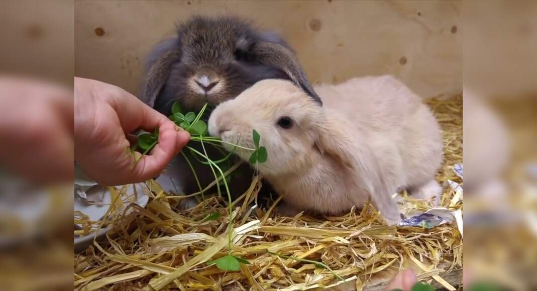 Things Not To Feed A Pet Rabbit