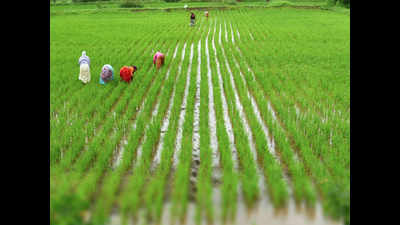 Gujarat: Congress seeks loan waiver for farmers