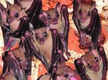 
Madurai Kamaraj University researchers’ call to protect bats
