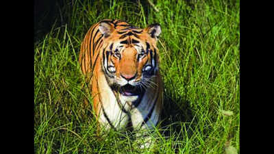 UP: Three villagers injured in tiger attacks in Pilibhit