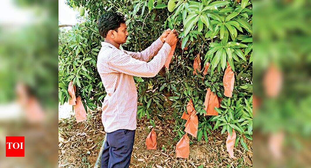 Mango protection bags help growers avoid pesticide use Vijayawada