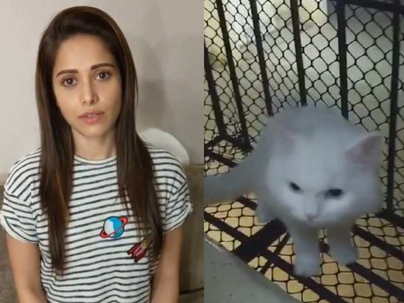 This adorable video of Nushrat Bharucha's pet cat will remind you of Snowbell from 'Stuart Little'