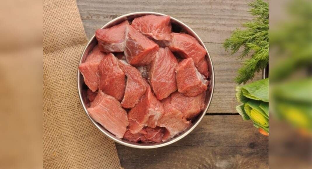 Best dog foods for cancer prevention
