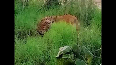 Attacked by villagers, tiger dies during botched rescue operation in UP’s Pilibhit