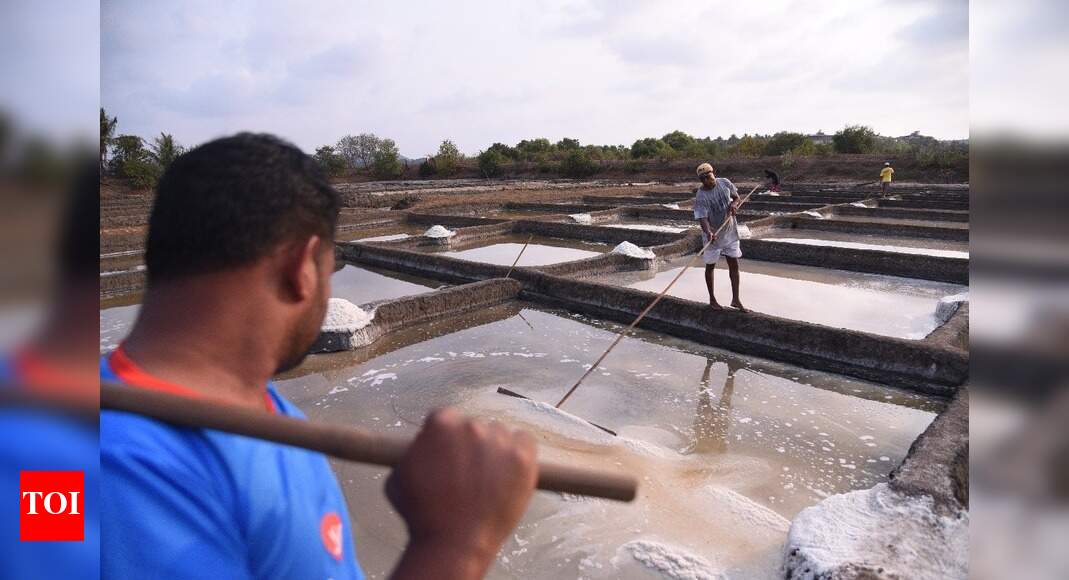 Independent salt farmers continue work despite shortage of labour ...