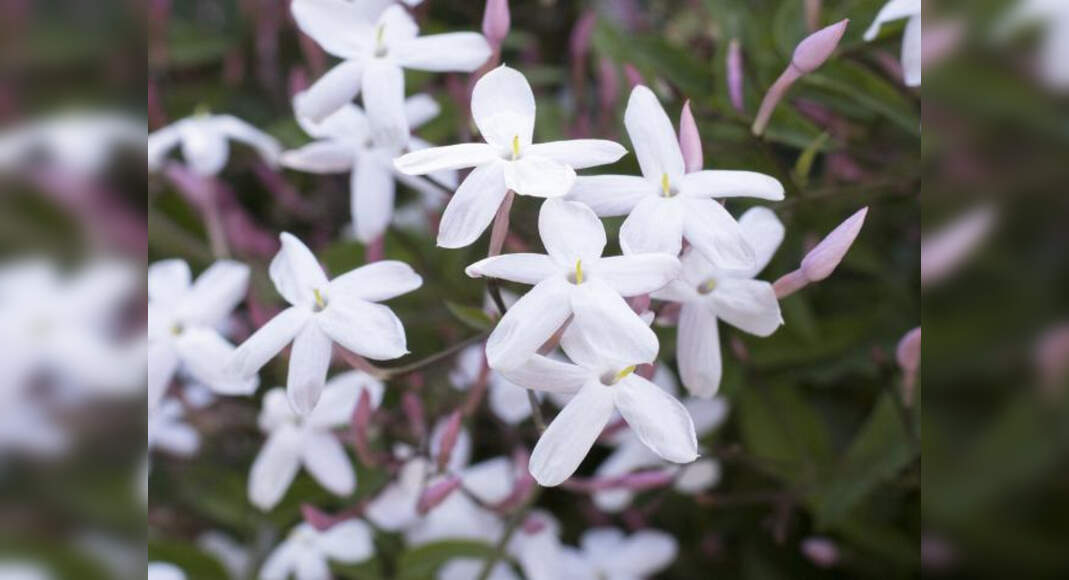 Beauty Benefits Of Jasmine Flower For Skin And Hair