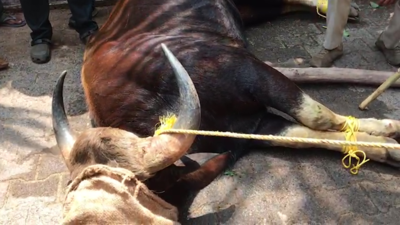 Mangaluru: Gaur buffalo strays into residential area, dies after getting tranquillized