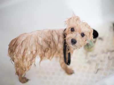 Tick and flea shampoo for dogs: Keep your pet's coat clean and healthy