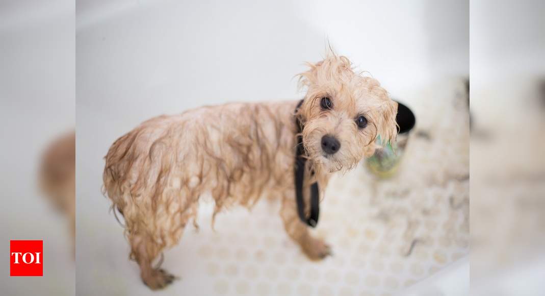 dog grooming and flea bath