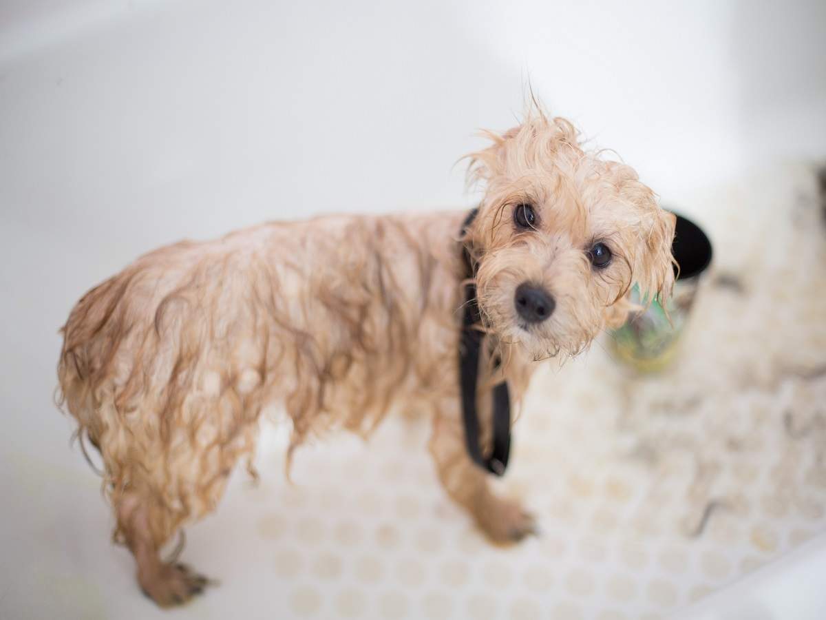 Shampoo for Dogs: Keep your pet&#39;s coat clean and healthy | Most Searched  Products - Times of India