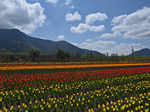 In the midst of lockdown, breath-taking pictures of our mother nature prove that we humans are the real culprits!