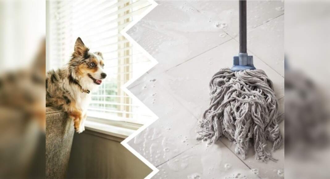 Avoid using these cleaning products around your furry friend Misskyra