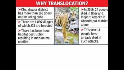 Forest dept for translocation of 50 tigers from Chandrapur