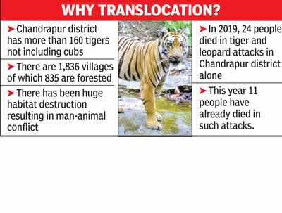 Forest Dept For Translocation Of 50 Tigers From Chandrapur 