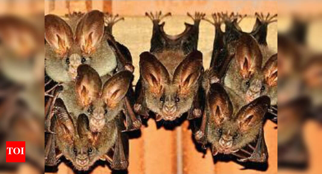 Now, harming bats will invite legal action in Rajasthan Jaipur News