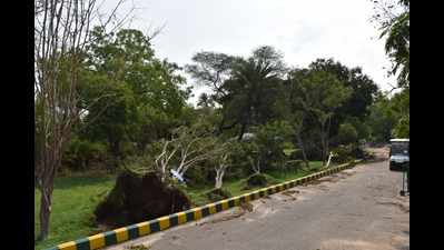 Strong winds uproot 15 trees in Hyderabad zoo