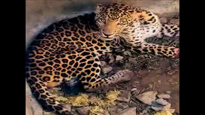 Panchkula: Hurt leopard rescued near Morni by wildlife officials