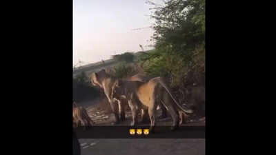 Clip shows pride of lions roaming in Delhi, experts say it's fake