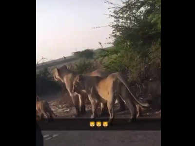 Clip shows pride of lions roaming in Delhi, experts say it's fake ...