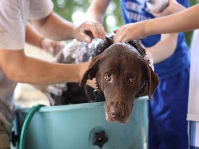 Dog bath gloves and brushes: Clean your pet well while giving it a shower
