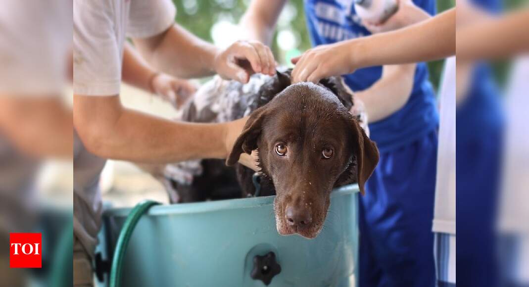 dog bath mitt