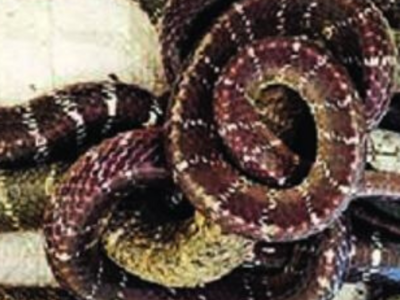 Three kraits rescued from 50-ft-deep well in Agra