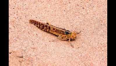 Yet another locust attack in Banaskantha