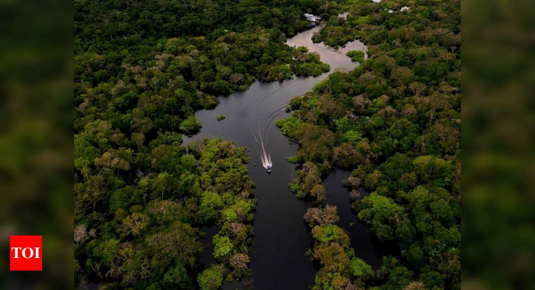 Deforestation In Brazil's Amazon Rose Sharply Last Month - Times Of India