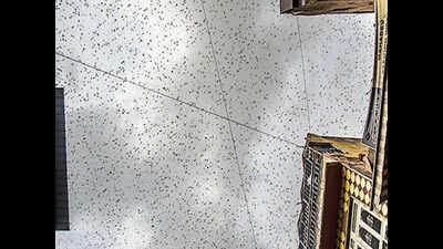 Rajasthan: Swarms of insects storm into city areas of Pushkar and Ajmer ...