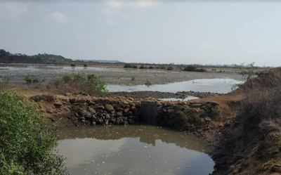 Boost for greens’ drive to save Navi Mumbai wetlands, mangroves