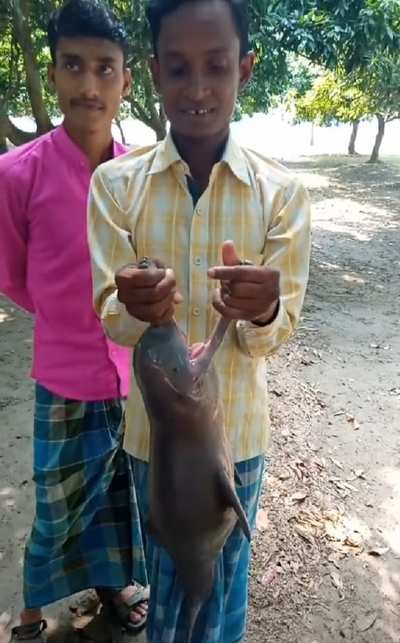 As dolphins return to Kolkata, Bengal men torture one on camera
