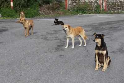 Lockdown impact? Dogs in Nainital catching fish from Naini lake