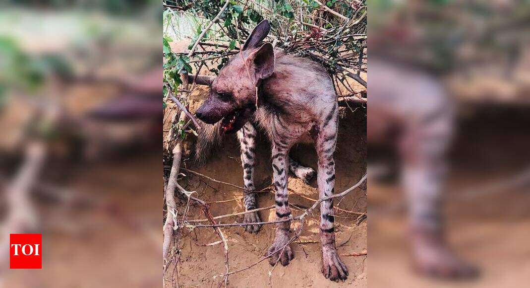 Gurugram: Hyena stuck in fence rescued | Gurgaon News - Times of India Gurugram: Hyena stuck in fence rescued | Gurgaon News - Times of India