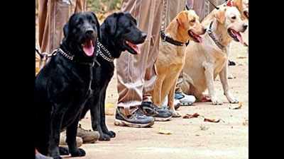 Gujarat: Claps for Covid-19 warriors, but more pay for dog trainers