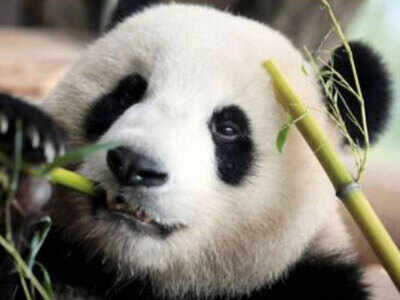 Canada zoo to send pandas home after bamboo shortage - Times of India Canada zoo to send pandas home after bamboo shortage - Times of India