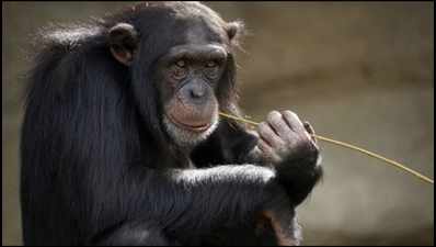 Babu, the chimpanzee at the Alipore Zoo, is feeling better with company