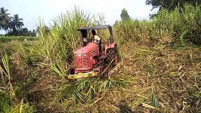 No workers to harvest, farmer destroys sugarcane crop