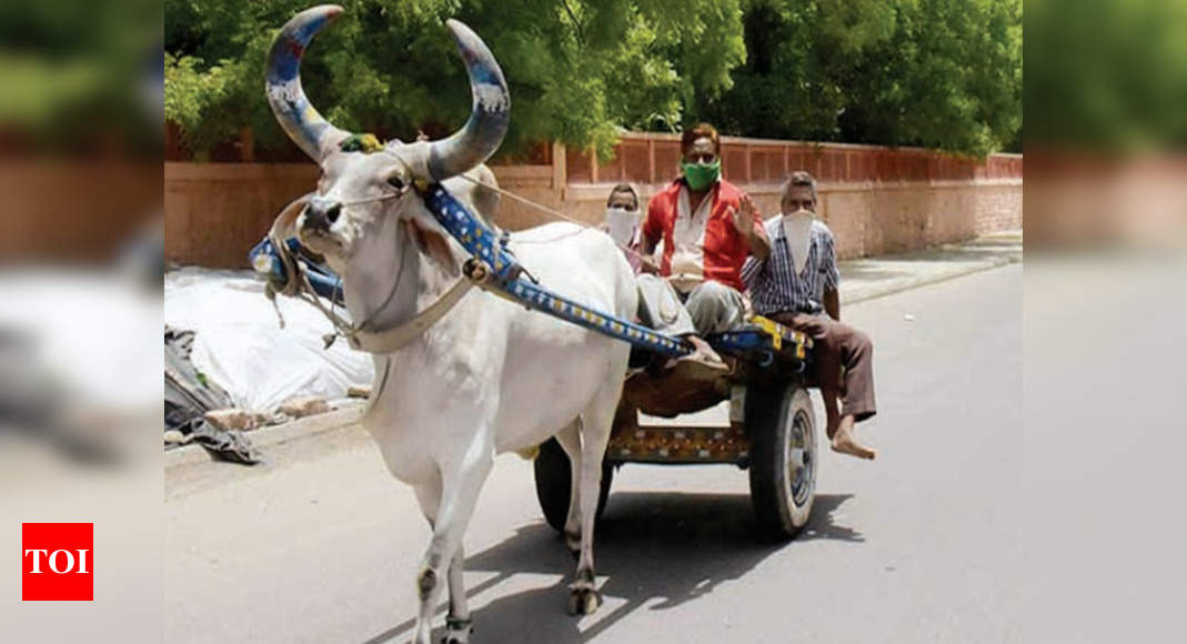 Rajasthan: Lockdown spells doom for horse and bullock cart ...