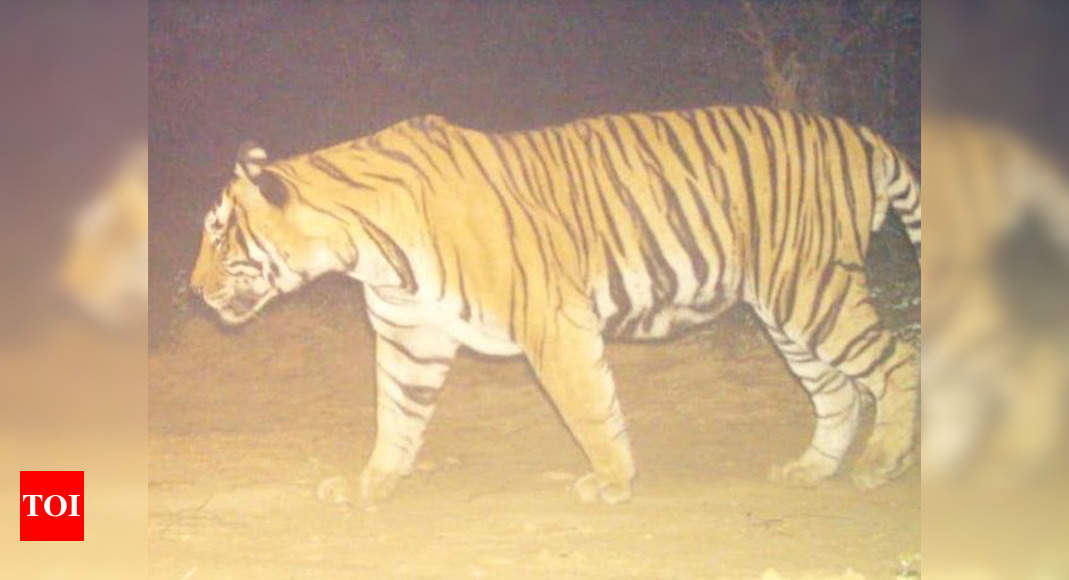 two more tigers missing:  Jaipur: Two more tigers missing from Ranthambore for past four month | Jaipur News - Times of India