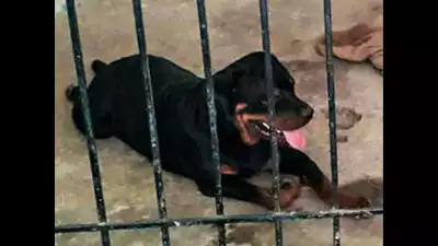 Chennai: Rottweiler attacks 9-year-old boy, chews off half his scalp