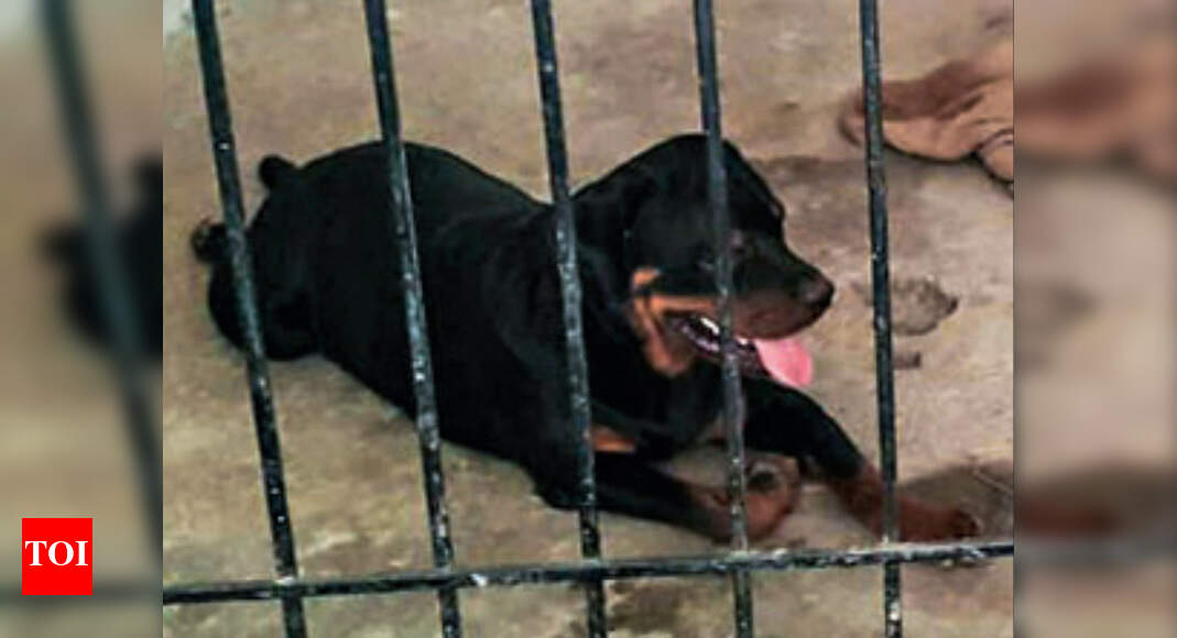 rottweiler guard dog in action