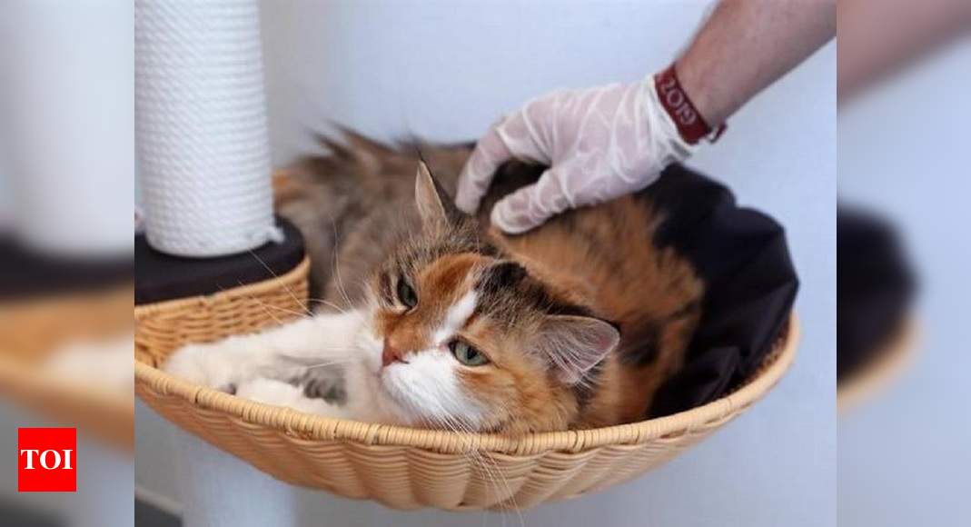 Study shows cats can transmit coronavirus to each other without showing