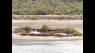 Talawe wetland gets pink coloration; greens want online meet of mangrove cell