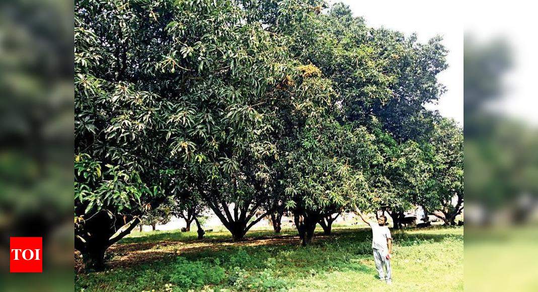 Fungal diseases hit mango crop in Haridwar | Dehradun News - Times of India