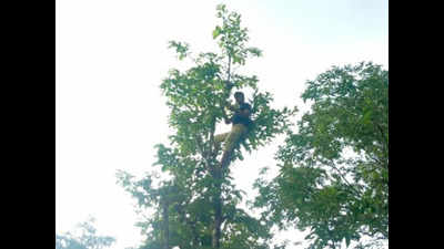 Karnataka: PG student treks 1km, climbs tree on hill to attend online classes